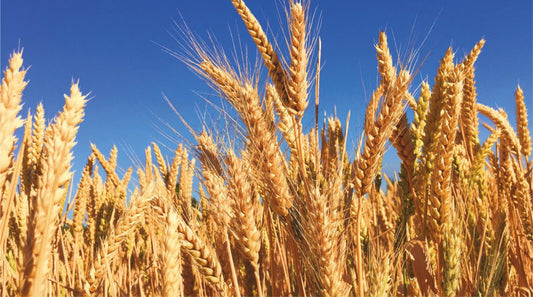 El precio del trigo se dispara, ¿será aún más caro el pan?