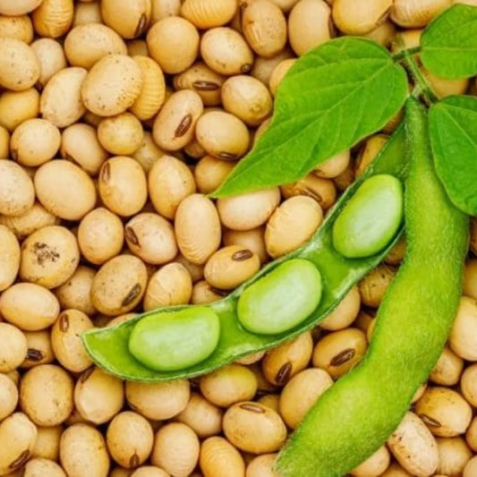 La soja, la reina de la proteína vegetal